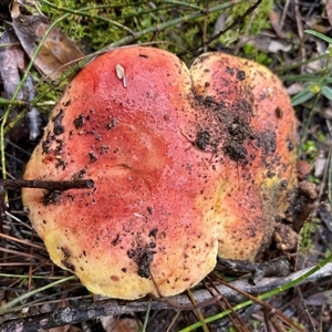 Unverified Cap on a stem; gills below cap [mushrooms or mushroom-like] at Broke, NSW - Today by RoyP