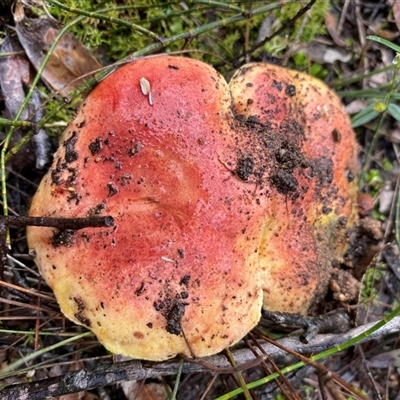 Unverified Cap on a stem; gills below cap [mushrooms or mushroom-like] at Broke, NSW - 23 May 2025 by RoyP