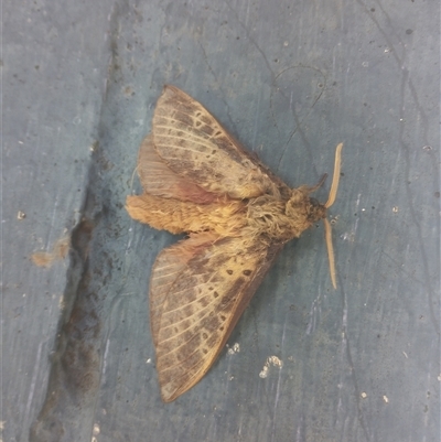 Oxycanus silvanus (Pale Oxycanus) by Martboy