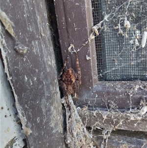 Unverified Spider by Martboy