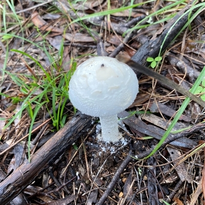 Unverified Cap on a stem; gills below cap [mushrooms or mushroom-like] at Broke, NSW - 23 May 2025 by RoyP