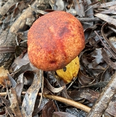 Unverified Cap on a stem; teeth below cap at Broke, NSW - 23 May 2025 by RoyP