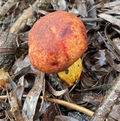 Unverified Cap on a stem; teeth below cap at Broke, NSW - 23 May 2025 by RoyP