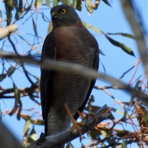 Unverified Bird of prey at Wallagoot, NSW - 20 Apr 2025 by KylieB