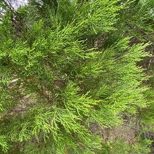 Callitris endlicheri at Greenway, ACT - 2 Mar 2025 06:20 PM