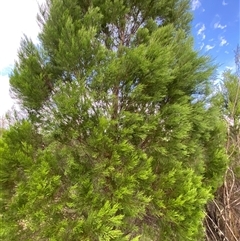 Callitris endlicheri at Greenway, ACT - 2 Mar 2025 06:20 PM