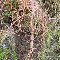Cassytha pubescens (Devil's Twine) at Greenway, ACT - 2 Mar 2025 by Tapirlord