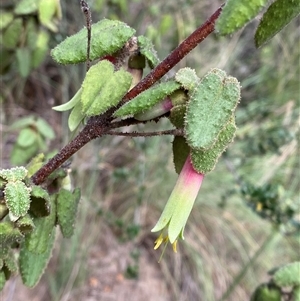 Correa reflexa var. reflexa at Greenway, ACT - 2 Mar 2025 by Tapirlord
