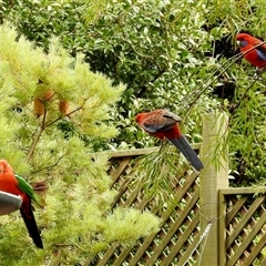 Alisterus scapularis at Aranda, ACT - Yesterday by KMcCue