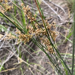 Juncus sp. at Greenway, ACT - 2 Mar 2025 by Tapirlord