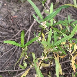 Alternanthera denticulata at Greenway, ACT - 2 Mar 2025 by Tapirlord