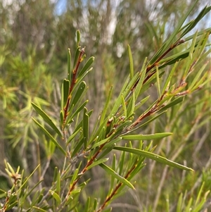 Callistemon sieberi at Greenway, ACT - 2 Mar 2025 by Tapirlord