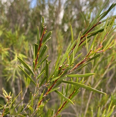 Callistemon sieberi (River Bottlebrush) at Greenway, ACT - 2 Mar 2025 by Tapirlord