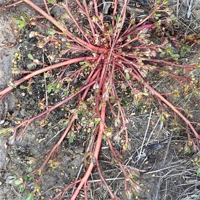 Portulaca oleracea (Munyeroo ,Pigweed, Purslane) at Greenway, ACT - 2 Mar 2025 by Tapirlord