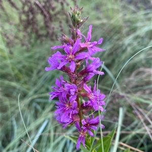 Lythrum salicaria at Greenway, ACT - 2 Mar 2025 by Tapirlord