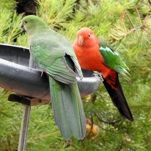 Alisterus scapularis at Aranda, ACT - Today by KMcCue