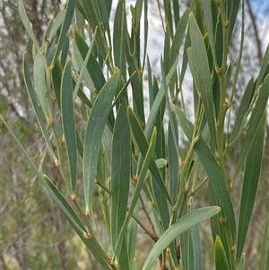 Daviesia mimosoides subsp. mimosoides at Greenway, ACT - 2 Mar 2025 by Tapirlord