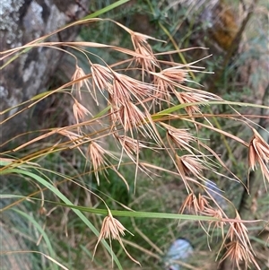 Themeda triandra (Kangaroo Grass) at Greenway, ACT - 2 Mar 2025 by Tapirlord