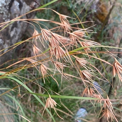 Themeda triandra (Kangaroo Grass) at Greenway, ACT - 2 Mar 2025 by Tapirlord