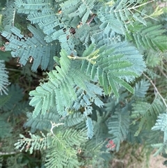 Acacia dealbata subsp. dealbata (Silver Wattle) at Greenway, ACT - 2 Mar 2025 by Tapirlord