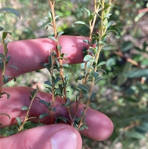 Leptospermum obovatum at Kambah, ACT - 28 Feb 2025 by Tapirlord