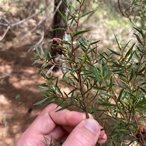 Acacia doratoxylon at Kambah, ACT - 28 Feb 2025 by Tapirlord