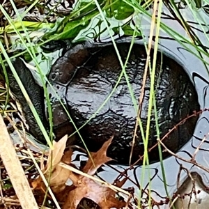 Chelodina longicollis at Dunlop, ACT - Today by Jennybach