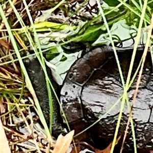 Chelodina longicollis at Dunlop, ACT - 23 May 2025 12:10 PM