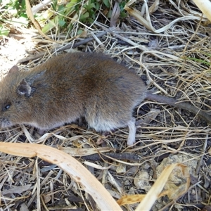 Rattus rattus by arjay