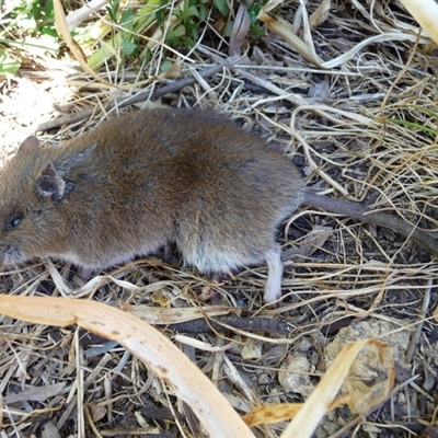 Rattus fuscipes (Bush Rat) at Charleys Forest, NSW - 8 Nov 2014 by arjay