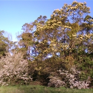 Acacia mearnsii at Noorinbee, VIC - suppressed