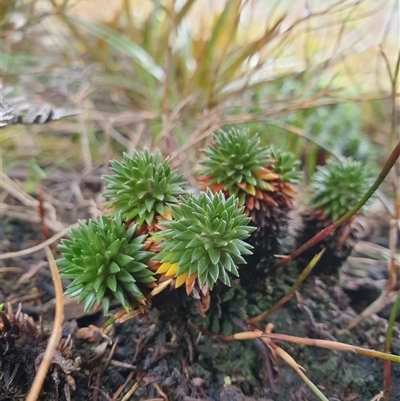 Unverified Other Shrub at Southwest, TAS - Yesterday by Detritivore