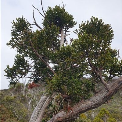 Unverified Other Tree at Southwest, TAS - Yesterday by Detritivore