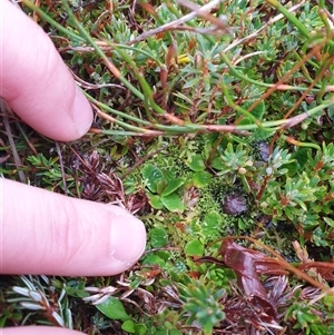 Unverified Other Wildflower or Herb at Southwest, TAS - Yesterday by Detritivore