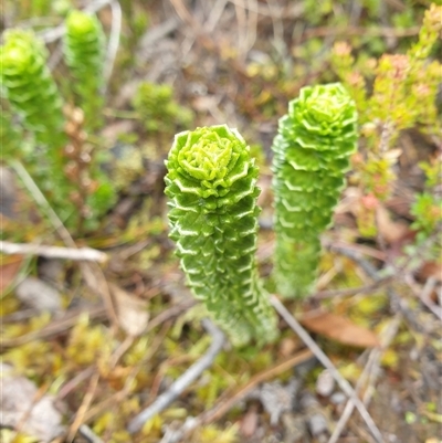 Euphrasia gibbsiae at Southwest, TAS - Yesterday by Detritivore