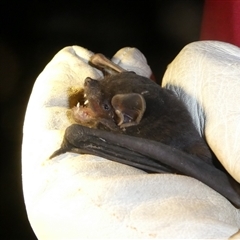 Unverified Microbat by arjay