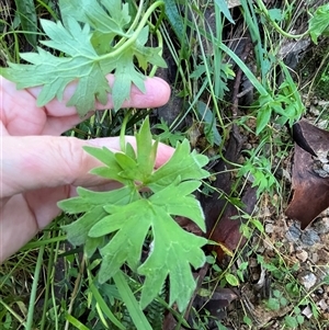 Unverified Plant by JenniferS