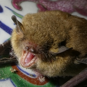 Vespertilionidae (family) at Charleys Forest, NSW - suppressed