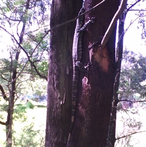 Varanus varius at Noorinbee, VIC - suppressed