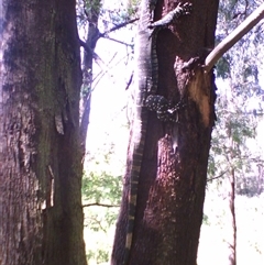 Varanus varius at Noorinbee, VIC - suppressed
