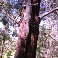 Varanus varius at Noorinbee, VIC - suppressed