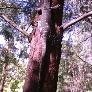 Varanus varius at Noorinbee, VIC - suppressed