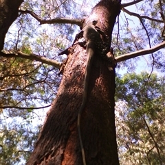 Varanus varius at Noorinbee, VIC - suppressed