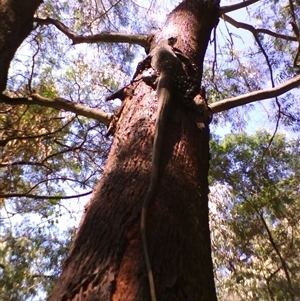 Varanus varius at Noorinbee, VIC - suppressed