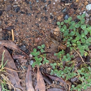 Unverified Cricket (several families) at Latham, ACT - Today by Margo
