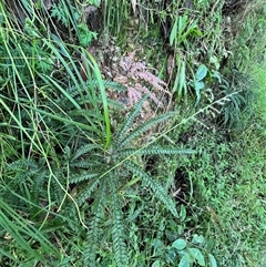 Unverified Fern or Clubmoss by JenniferS