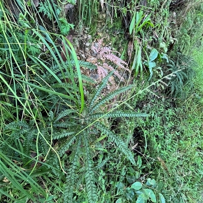 Unverified Fern or Clubmoss by JenniferS
