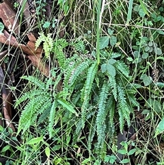 Unverified at suppressed - suppressed