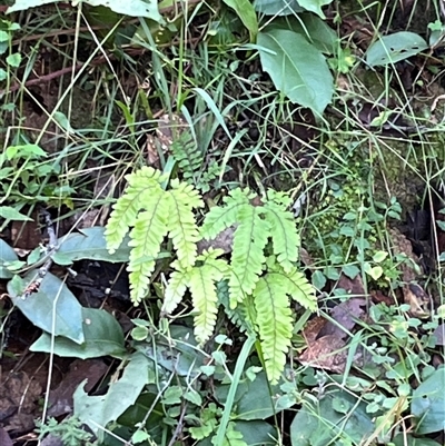 Unverified Fern or Clubmoss by JenniferS