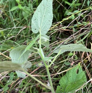 Unverified Plant by JenniferS